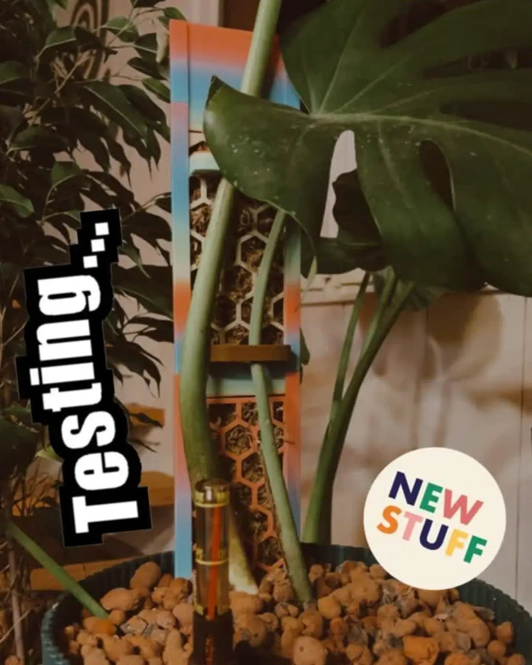 Ich glaube, das könnte der nächste richtig grosse Pflanzen-Trend werden 🌿