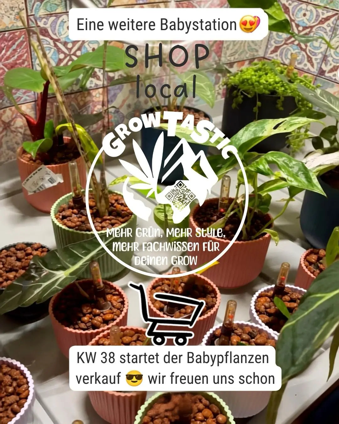 Ab KW 38 sind unsere Hydrobabypflänzchen bei uns im Local Store erhältlich – nur lokal!