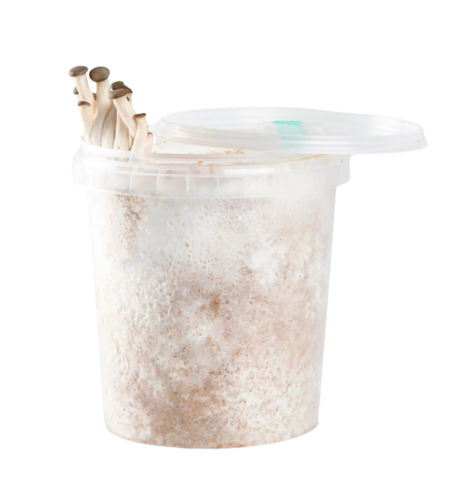 Aufzuchtset für Austernseitlinge von Biocontrol & Biogarten, inklusive Startkultur zum Züchten, Ernten und Genießen.