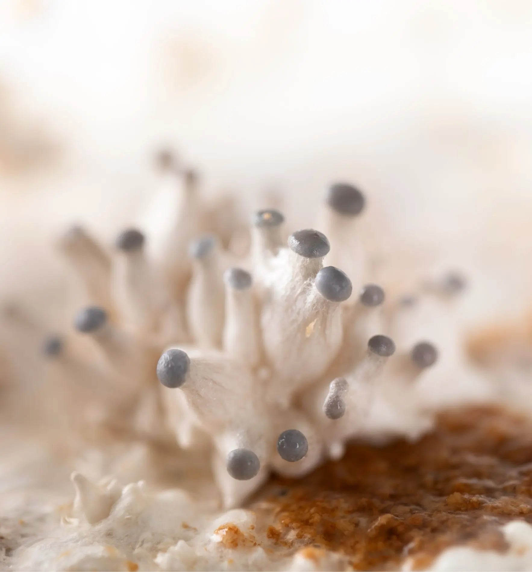 Aufzuchtset für Austernseitlinge von Biocontrol & Biogarten, mit Startkultur zum Züchten und Ernten von Pilzen.
