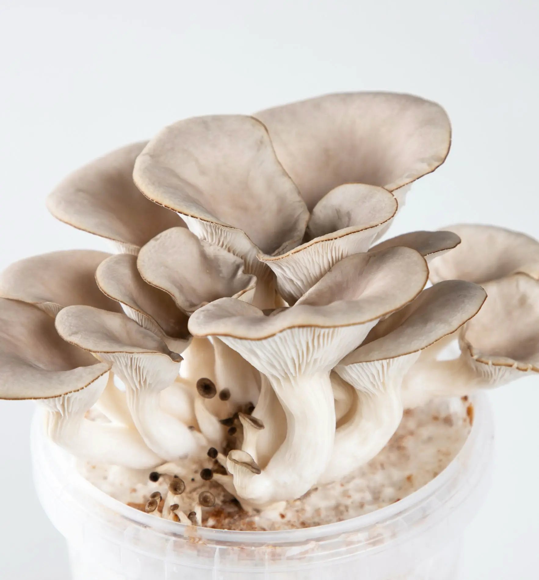 Aufzuchtset für Austernseitlinge von Biocontrol & Biogarten, inklusive Startkultur zum Züchten, Ernten und Genießen von Pilzen