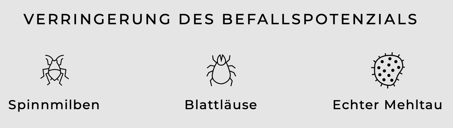 Illustration zeigt Spinnmilben, Blattläuse und echten Mehltau zur Verringerung des Befallsrisikos.