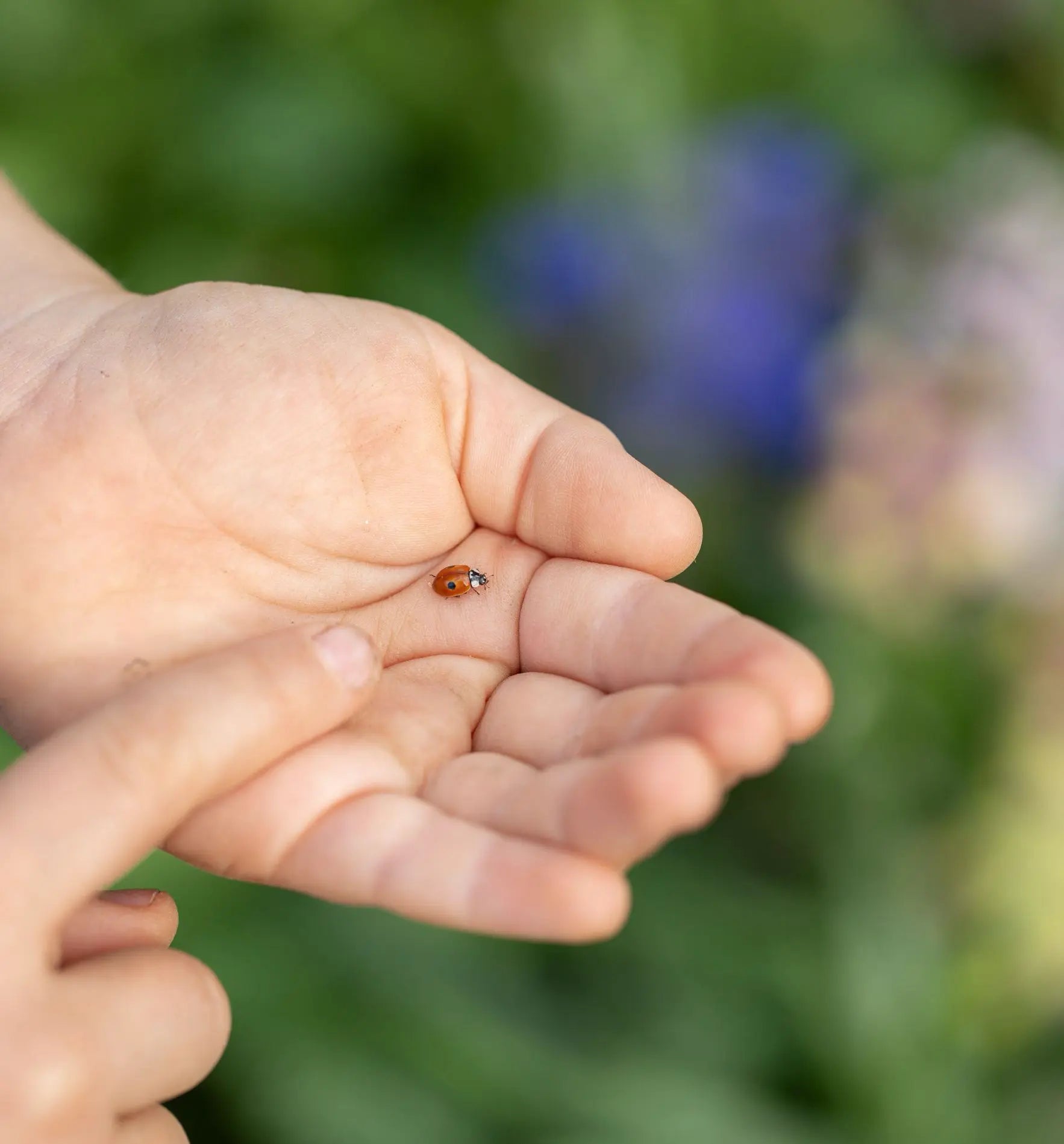 Aufzuchtset für Marienkäfer von Biocontrol & Biogarten mit Eiern, Futter und Zubehör, ideal für natürliche Schädlingsbekämpfung.