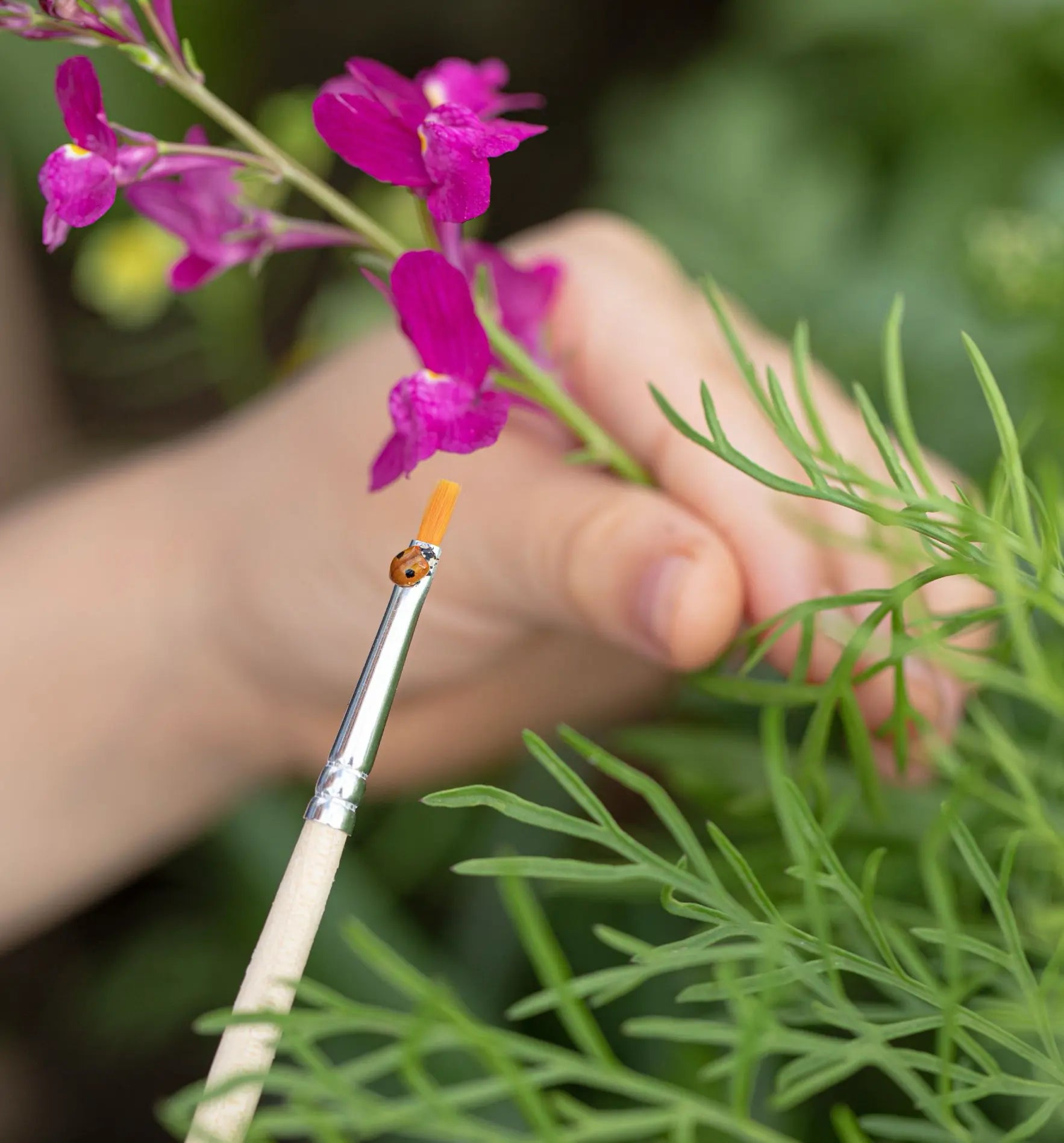 Aufzuchtset für Marienkäfer von Biocontrol & Biogarten mit Eier, Futter und Zubehör, ideal für biologische Schädlingsbekämpfung.