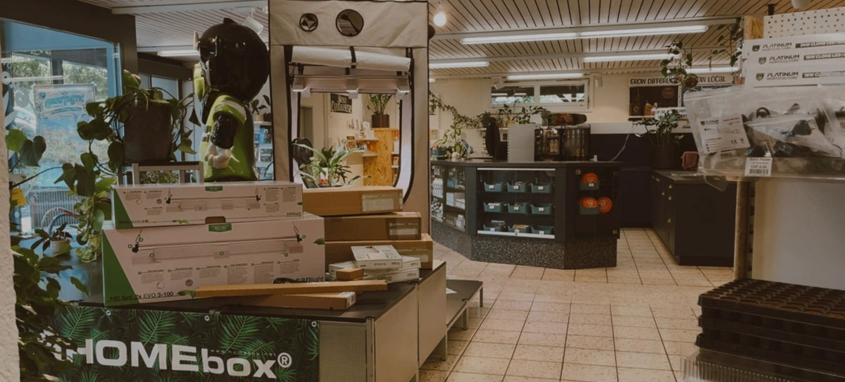 Banner Shop Foto September 2026
