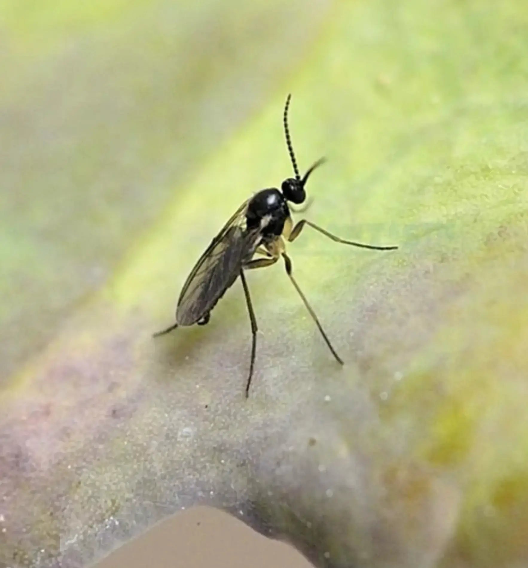 Bio Control catch-it Gelbfalle 2