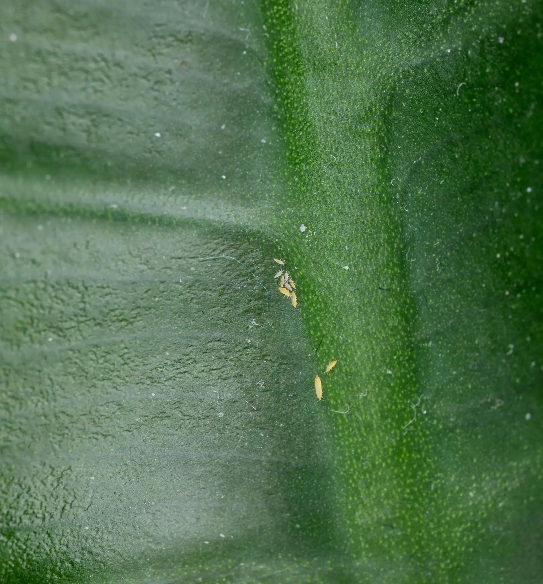 Nützlinge Amblyseius cucumeris Raubmilben gegen Thripse im Biogarten, biologische Schädlingsbekämpfung, natürliche Pflanzenpflege