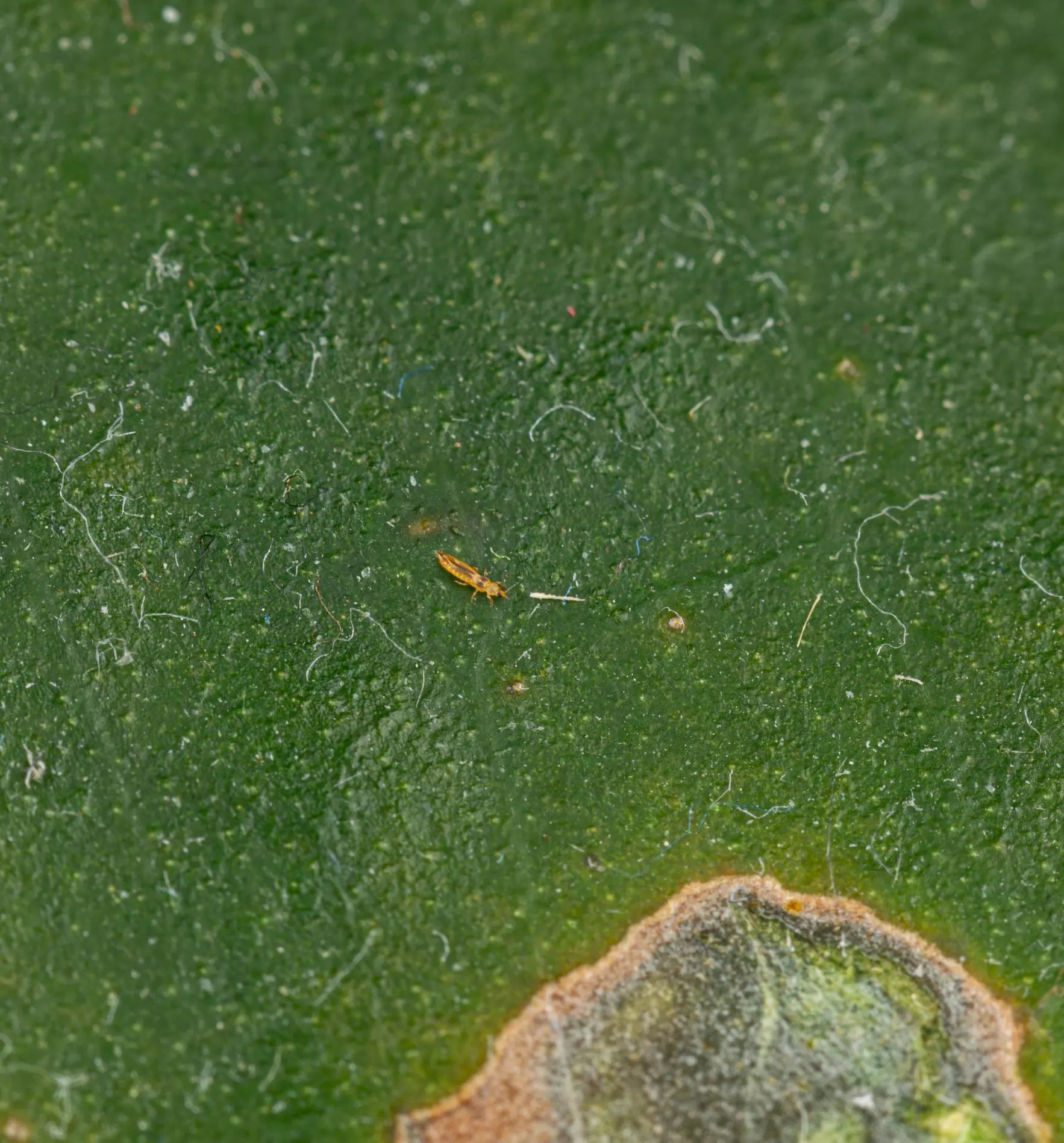 Nützlinge Amblyseius cucumeris Raubmilben gegen Thripse im Biogarten, natürliche Schädlingsbekämpfung, biologischer Pflanzenschutz