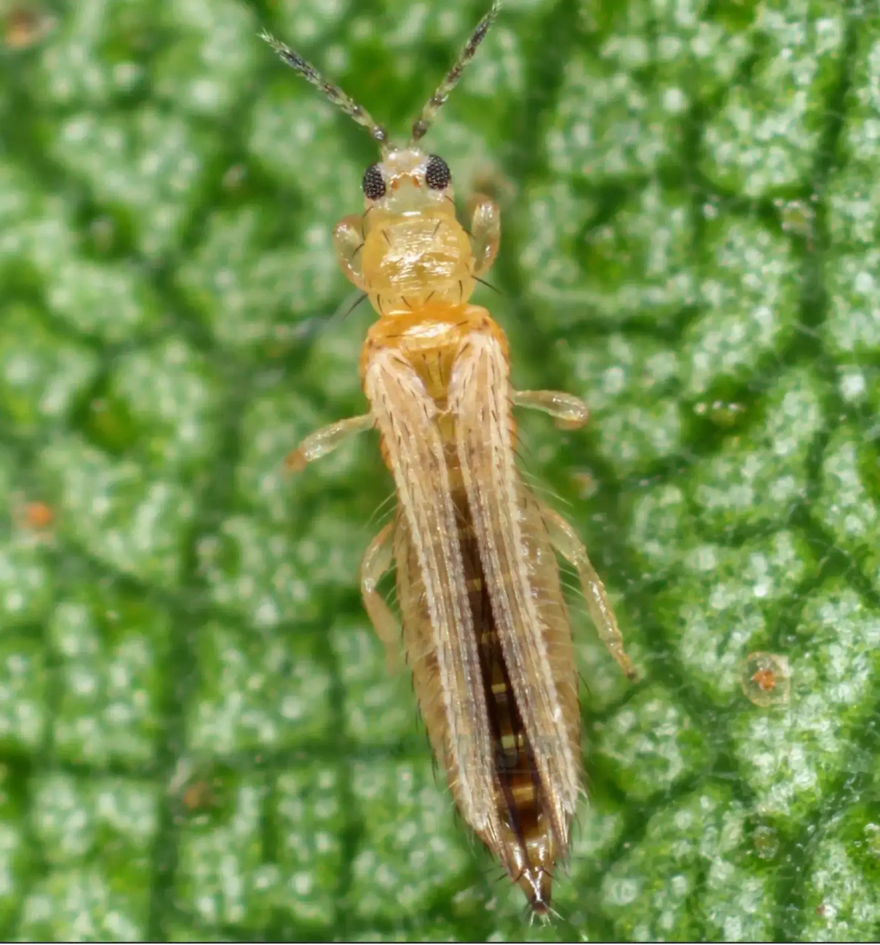 Biogarten Blaufalle 2