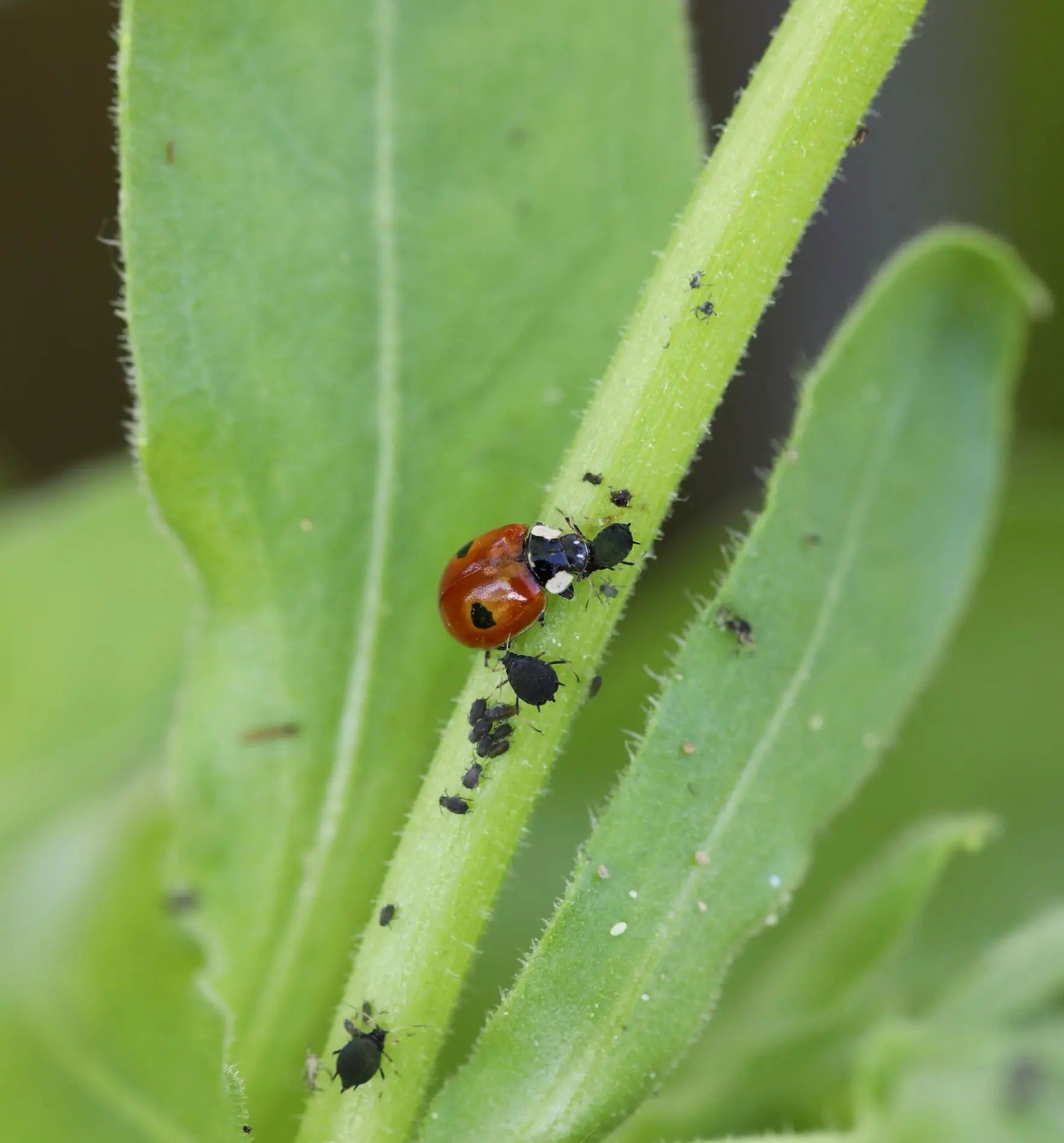 Nützlinge Adalia Marienkäfer gegen Blattläuse im Biogarten, biologischer Schädlingsbekämpfer von Biocontrol & Biogarten