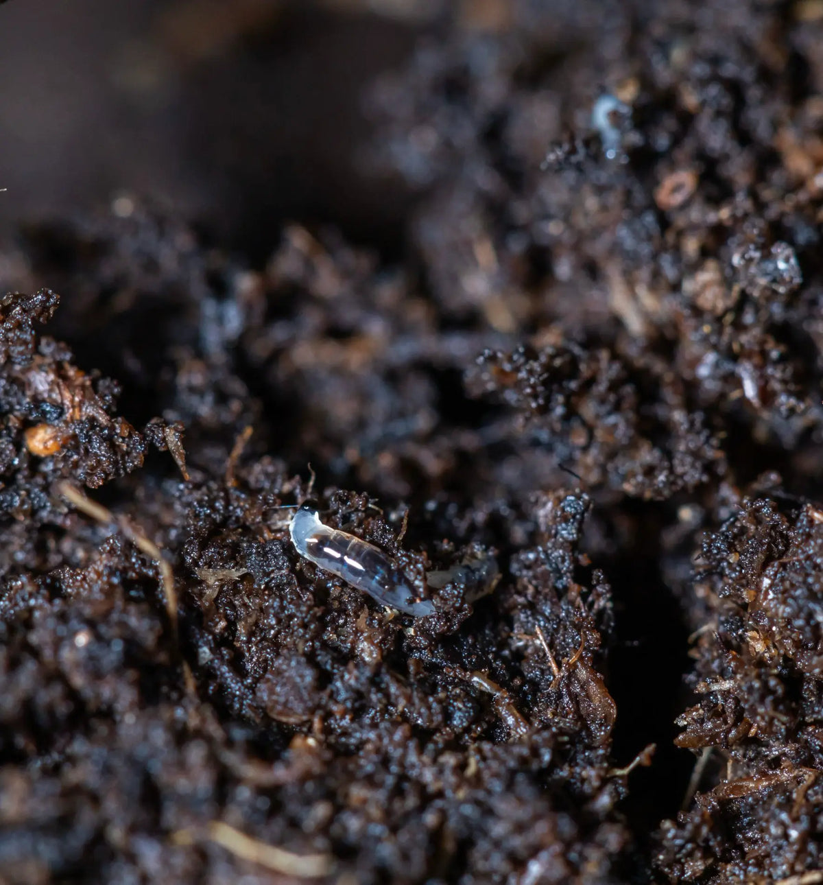 Nützlinge Traunem® Nematoden gegen Trauermückenlarven, natürliche Schädlingsbekämpfung für Pflanzen, im Beutel sichtbar