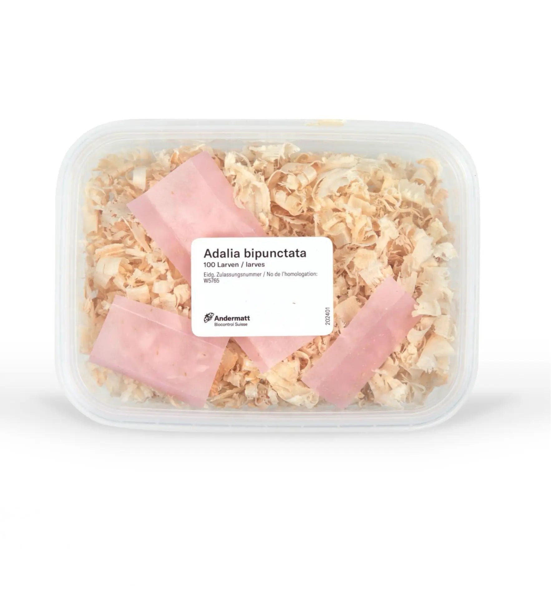 Nützlinge Adalia Marienkäfer gegen Blattläuse, biologische Schädlingsbekämpfung im Biogarten, in einem Gartenbeutel.