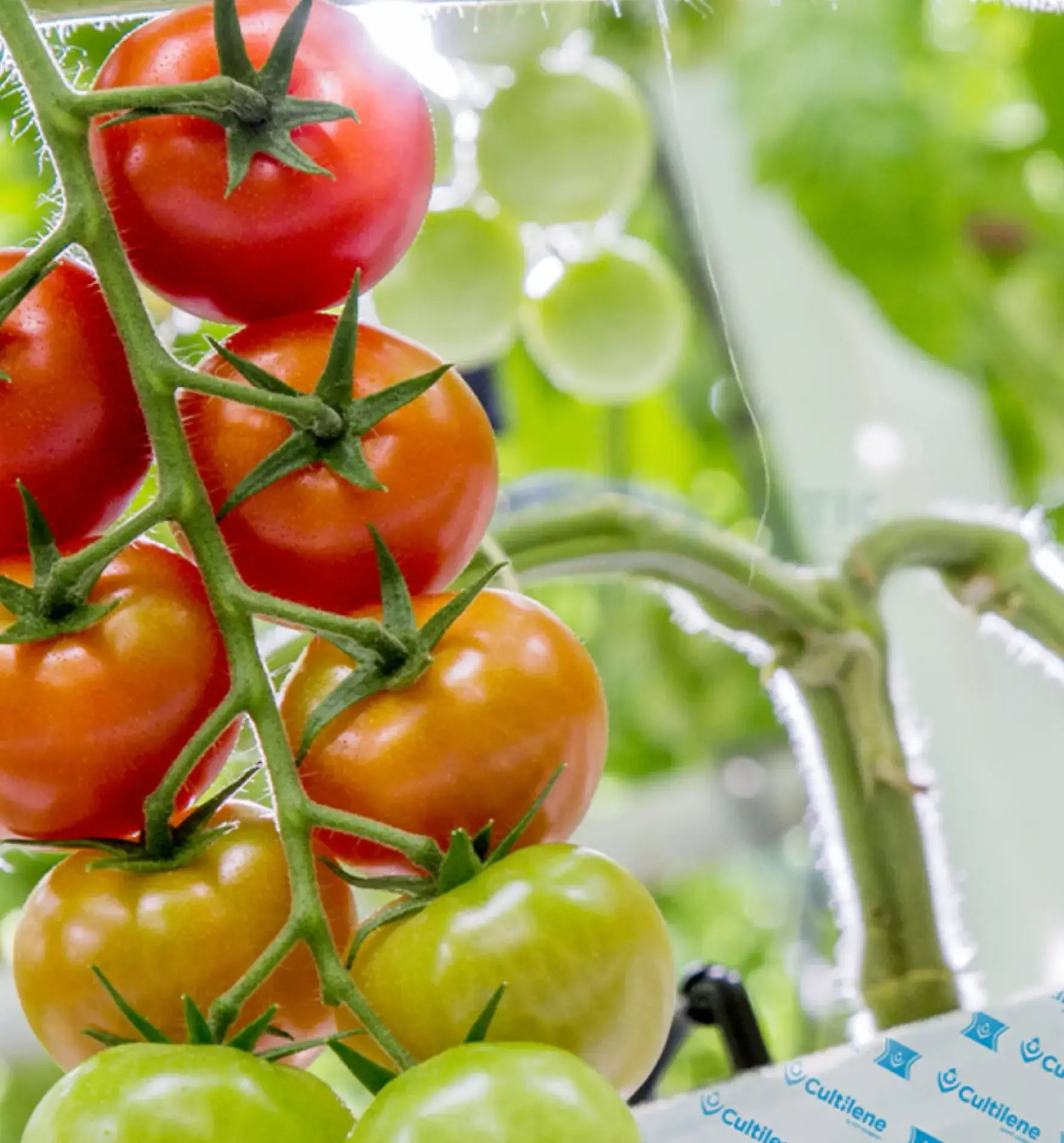 Cultilene Slabs Steinwolle 5