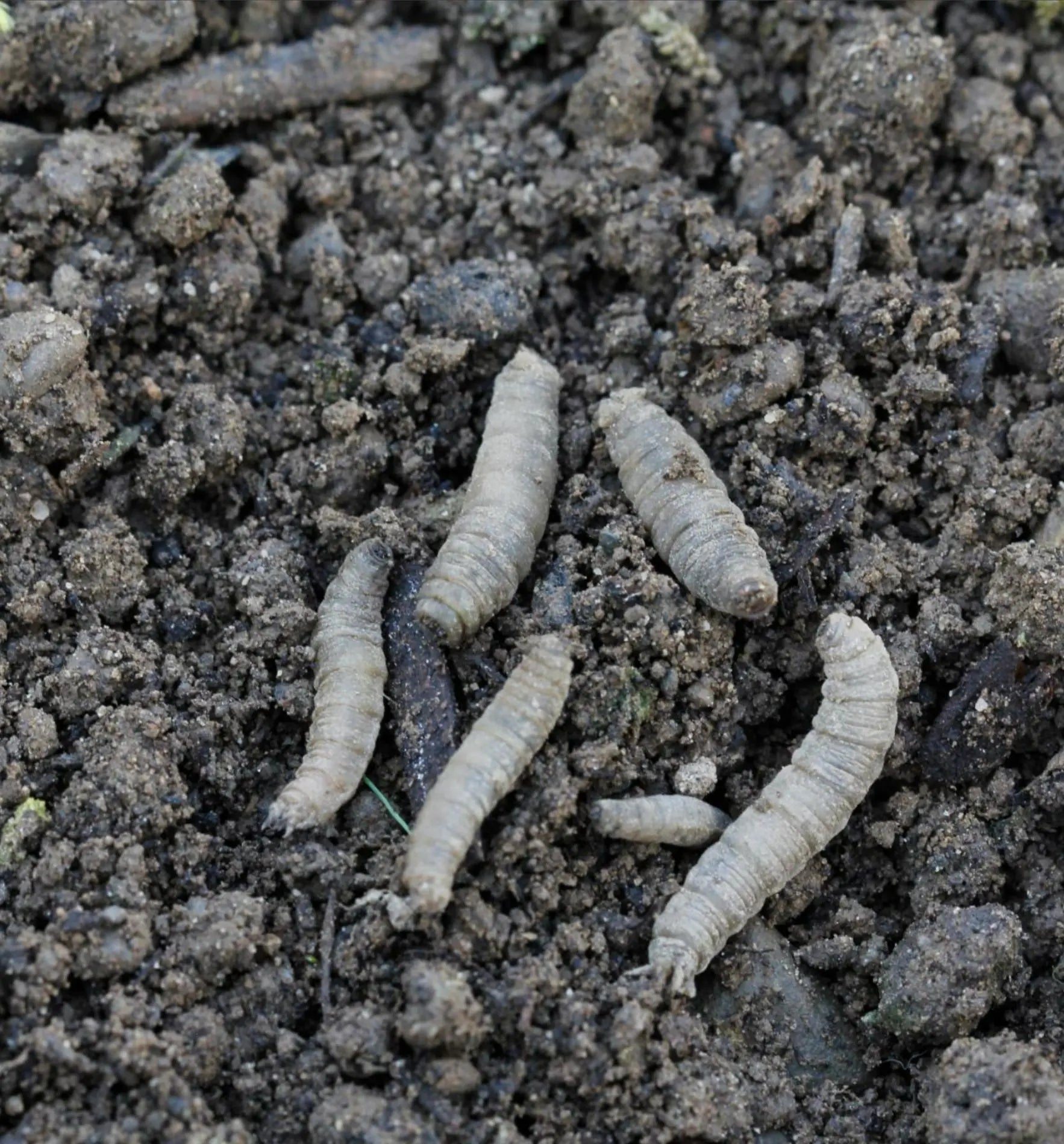 Nützlinge Carponem® Nematoden gegen Werren, Erdraupen oder Schnaken, biologischer Schädlingsbekämpfer, auf weißem Hintergrund