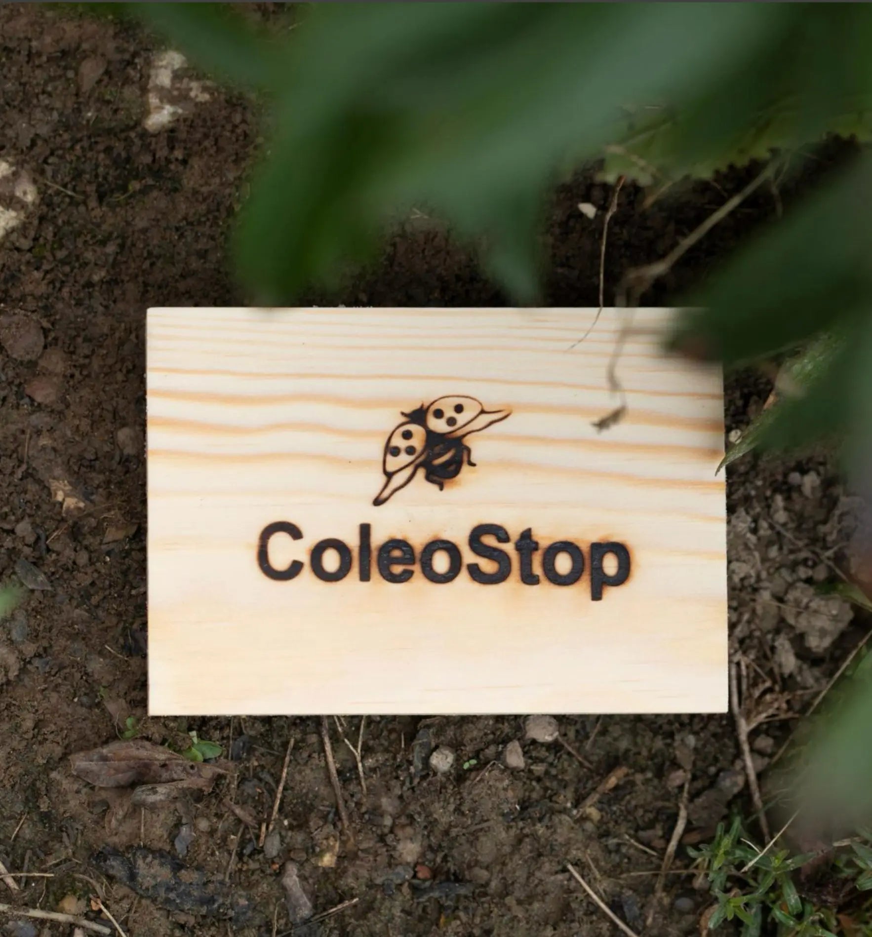 Nützlinge ColeoStop® Nematoden gegen Dickmaulrüsslerkäfer, biologischer Schädlingsbekämpfer für den Garten, in Verpackung.