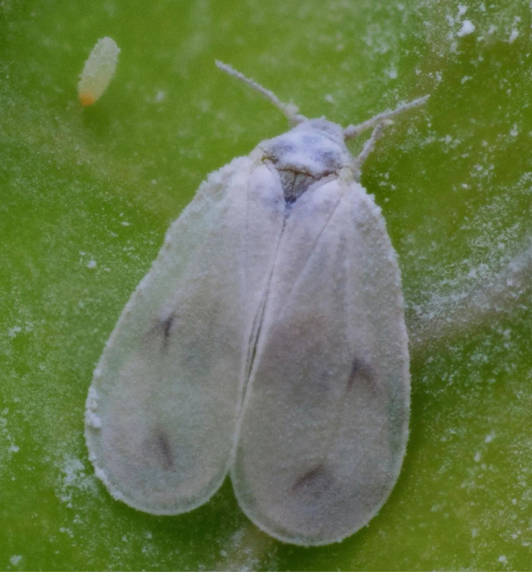 Nützlinge Encarsia-Schlupfwespen gegen Weiße Fliegen, biologische Schädlingsbekämpfung für Garten und Pflanzen, von Biocontrol & Biogarten