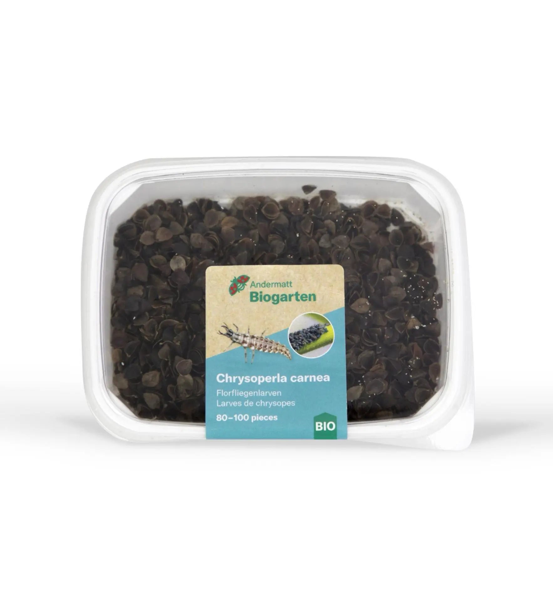 Nützlinge Florfliegenlarven gegen Blattläuse, biologisch, im Garten, für Schädlingsbekämpfung, von Biocontrol & Biogarten