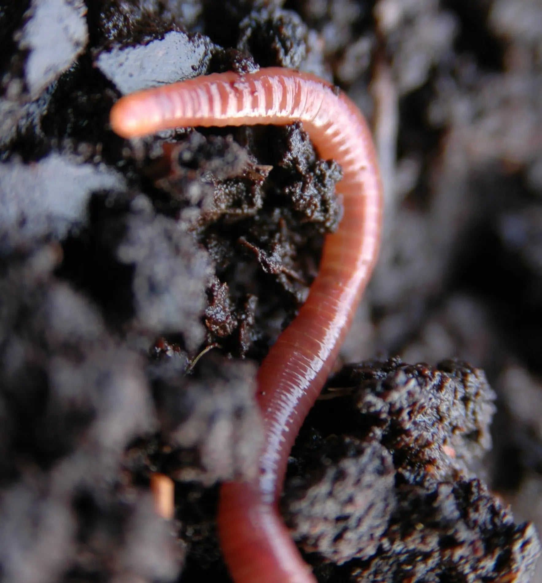 Nützlinge: Biocontrol & Biogarten Kompostwürmer für hochwertigen Kompost, lebende Würmer auf dunklem Hintergrund.