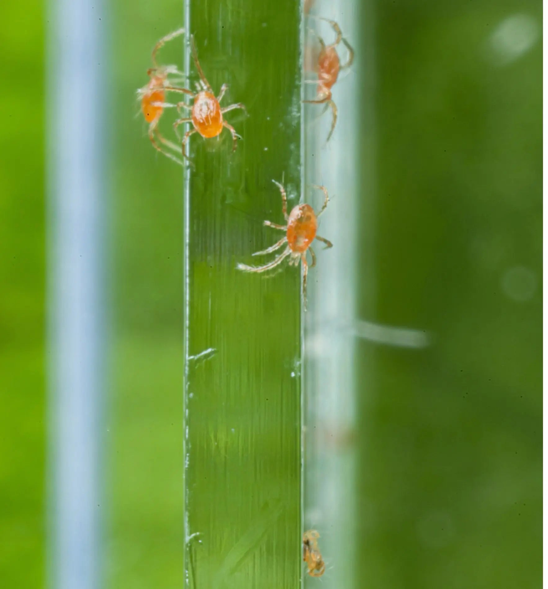 Nützlinge Phytoseiulus persimilis Raubmilben gegen Spinnmilben auf einer grünen Pflanze, sichtbar in einer natürlichen Umgebung