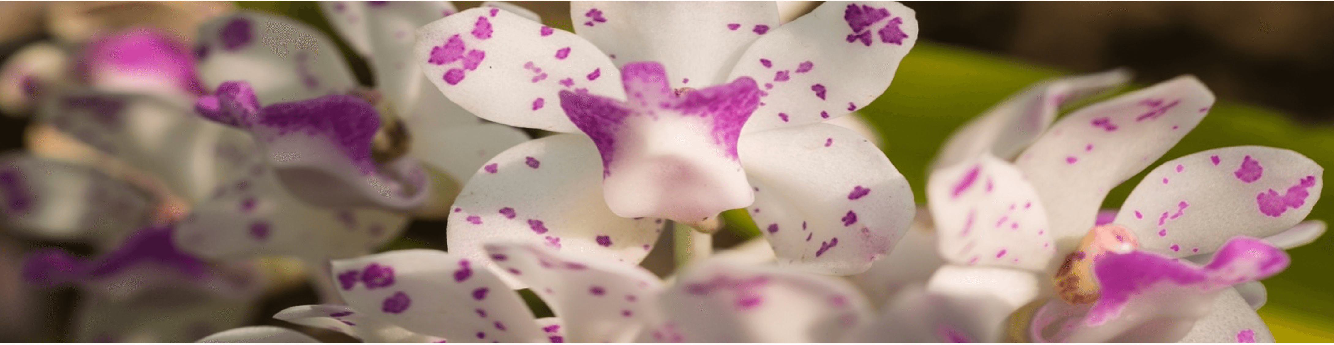 Schöne weiße Orchideenblüten mit lila Punkten, perfekt für botanische oder Garten-Themen.