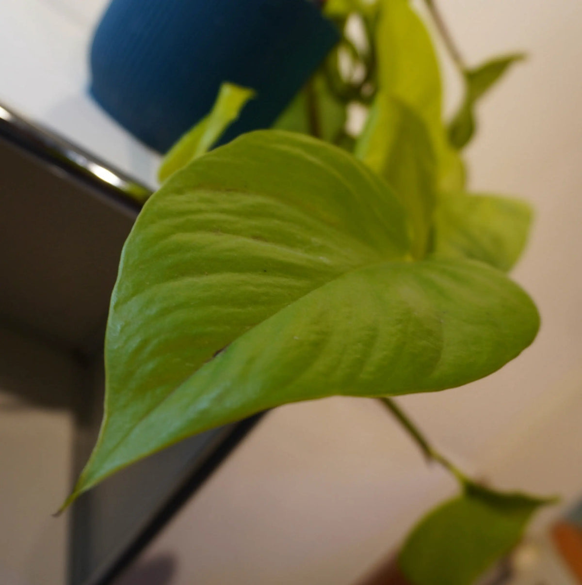 Philodendron hederaceum "Lemon Lime"