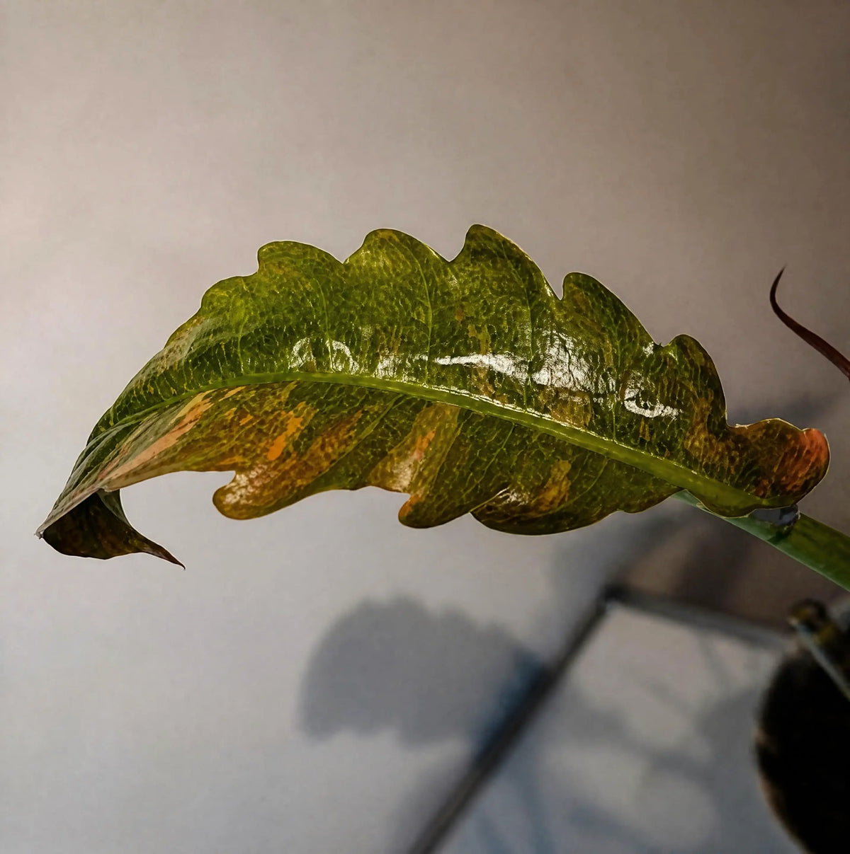 Philodendron Hybrid Variegata – gezähntblättrige Rarität