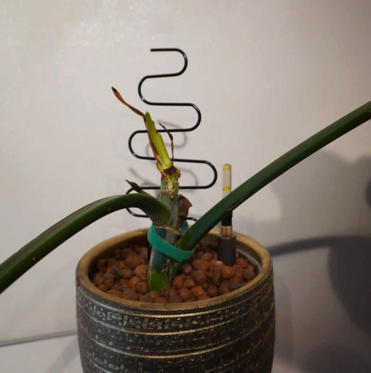 Philodendron cf. imbe