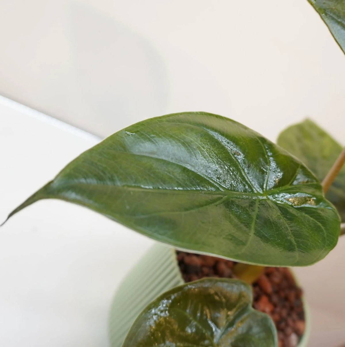 Alocasia wentii - Hardy Elephant Ear