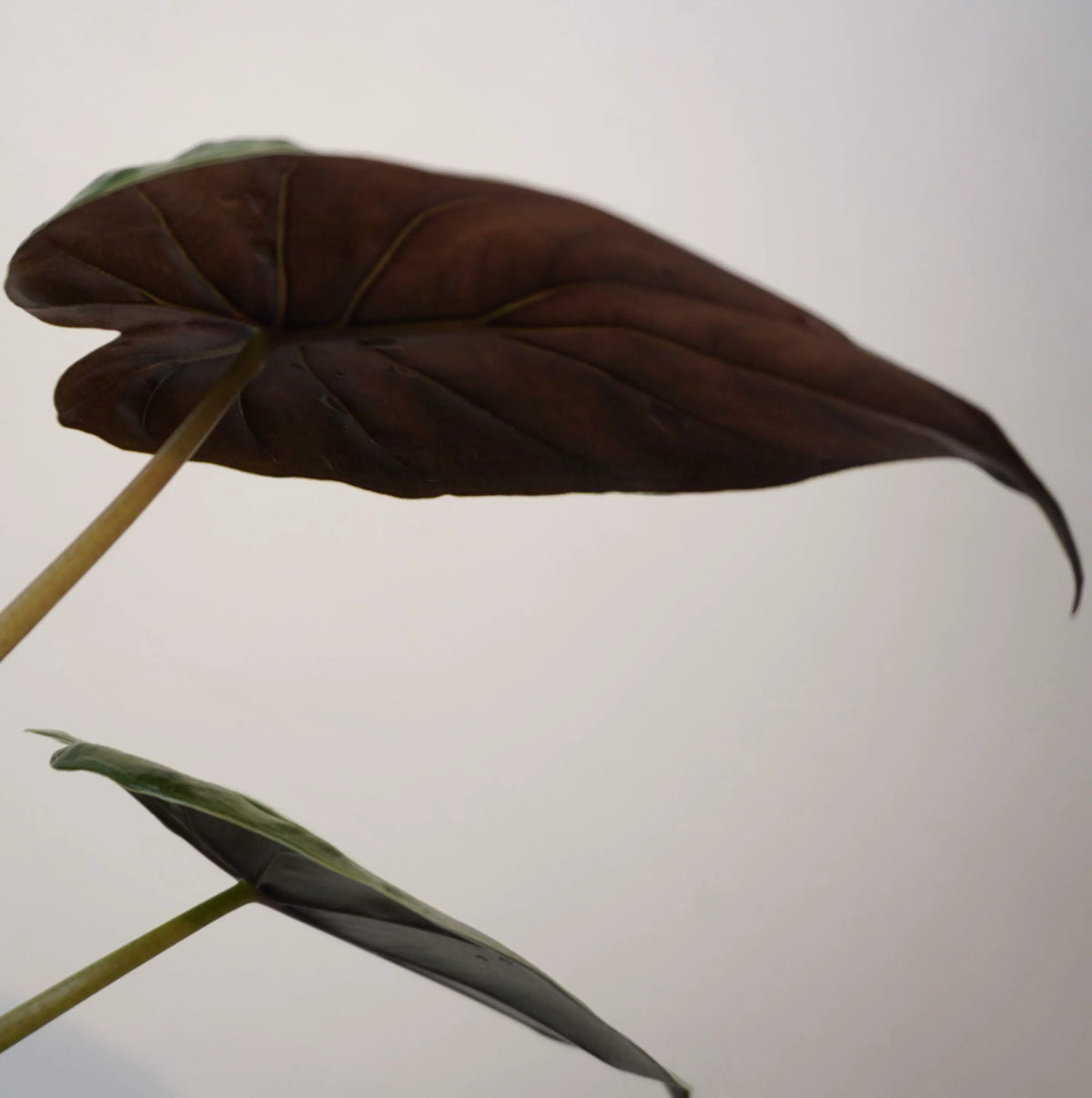 Alocasia wentii - Hardy Elephant Ear