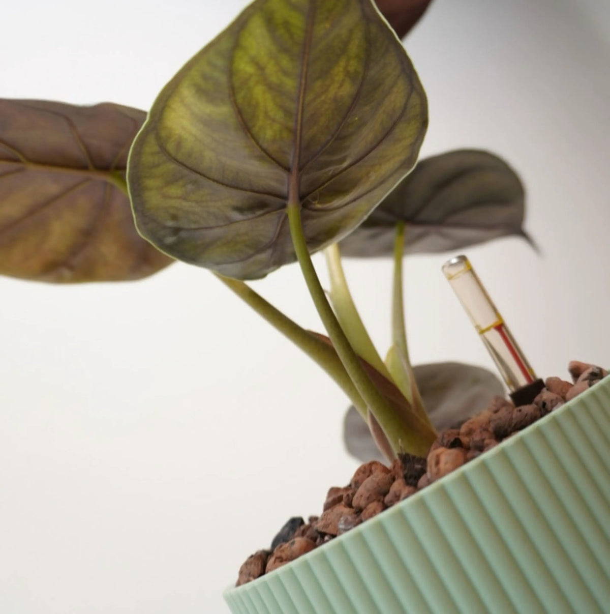 Alocasia wentii - Hardy Elephant Ear