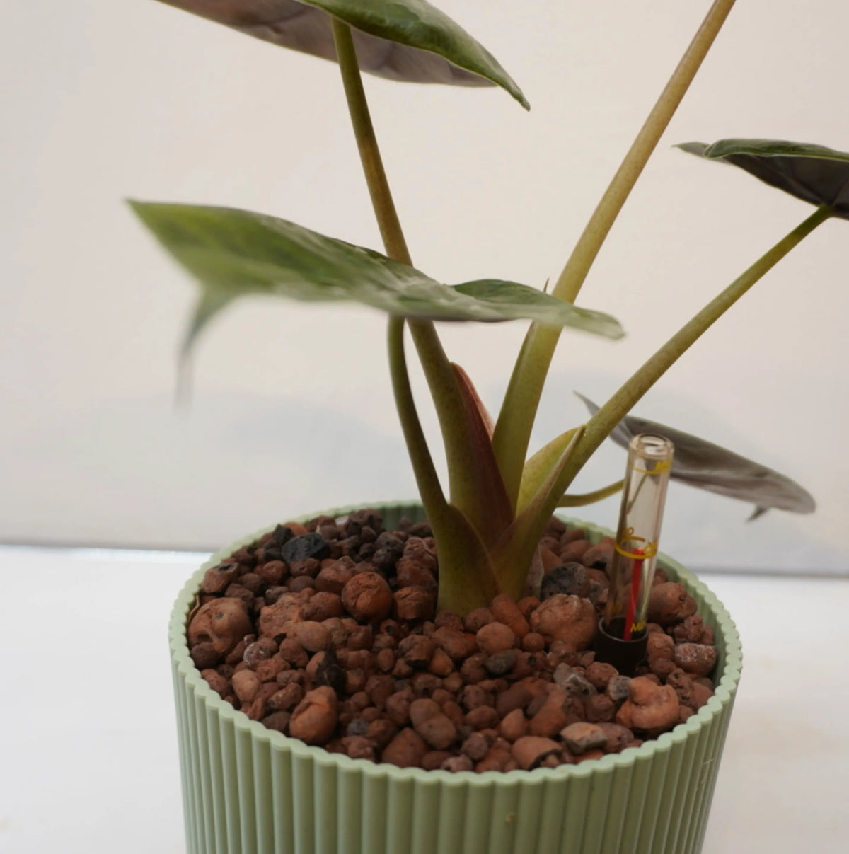 Alocasia wentii - Hardy Elephant Ear