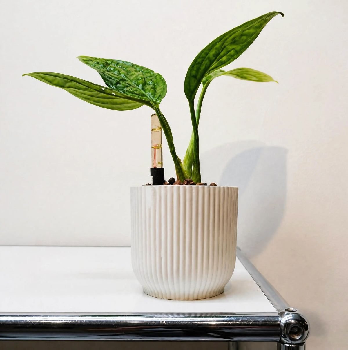 Epipremnum pinnatum "Marble Planet"