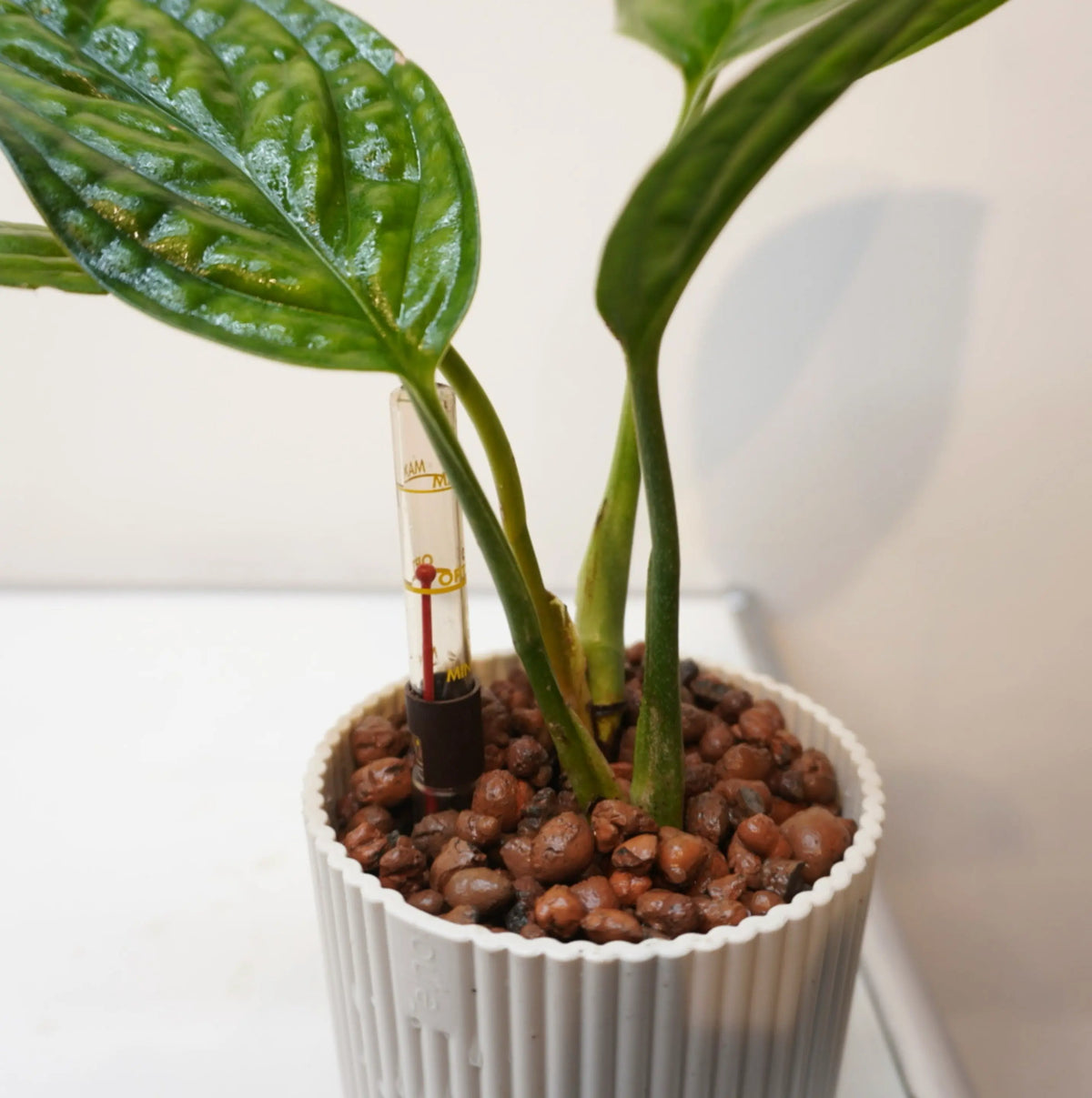 Epipremnum pinnatum "Marble Planet"