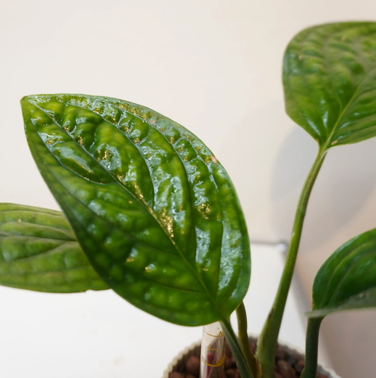 Epipremnum pinnatum "Marble Planet"