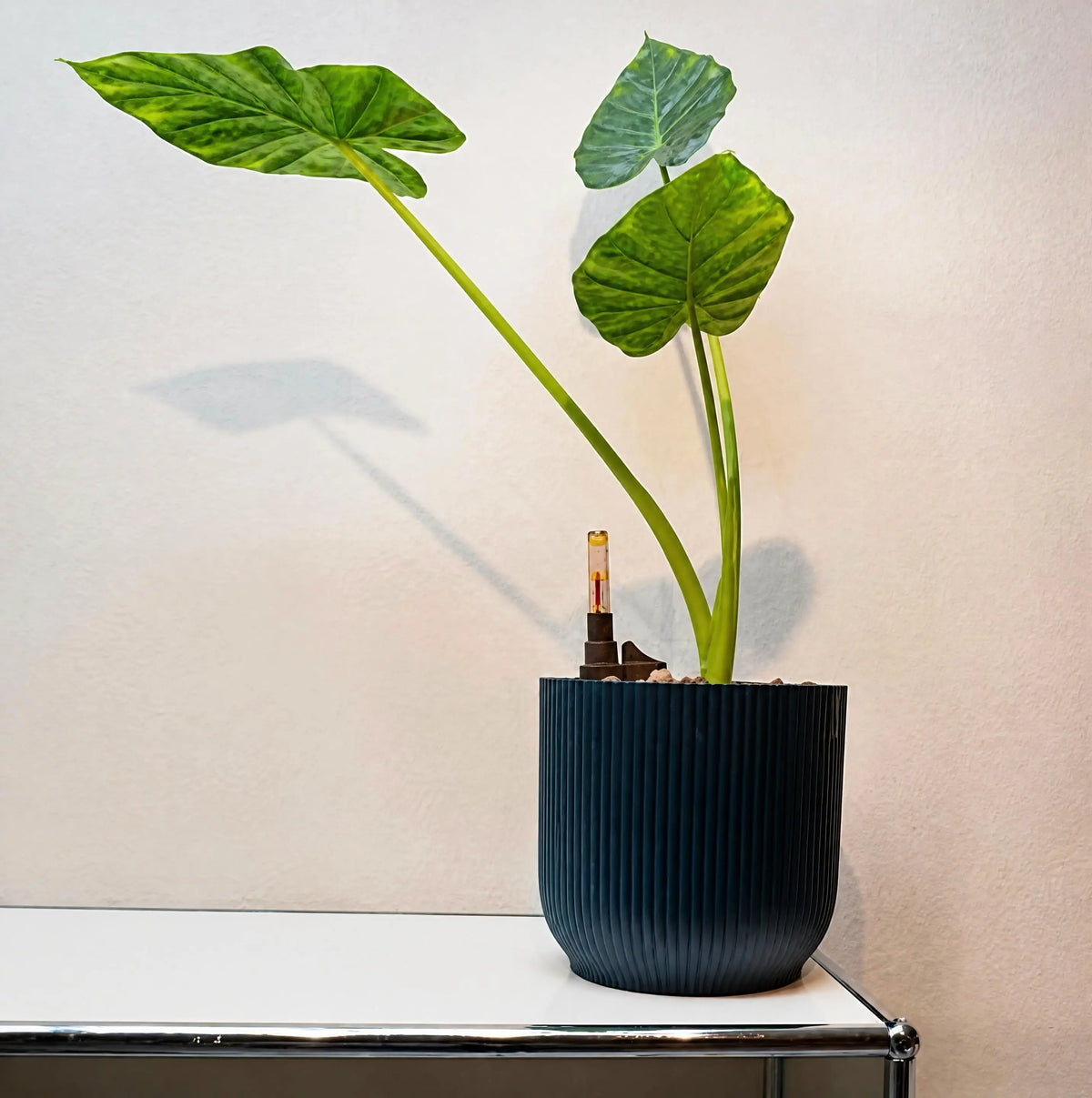 Alocasia Odora - Orecchio di elefante gigante