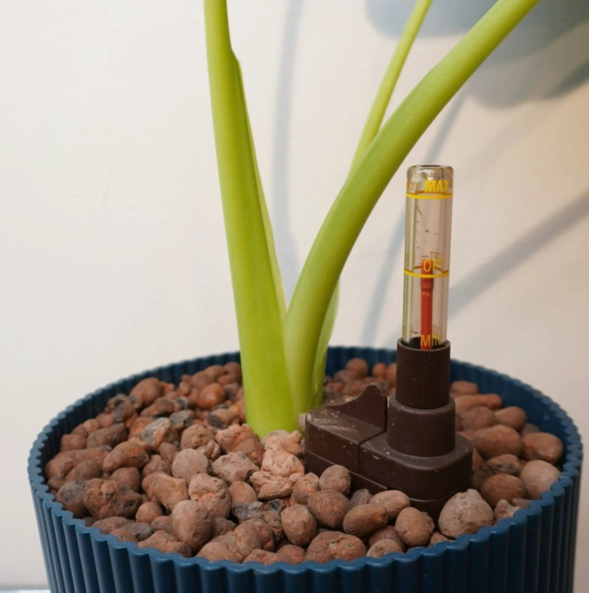 Alocasia Odora - Orecchio di elefante gigante