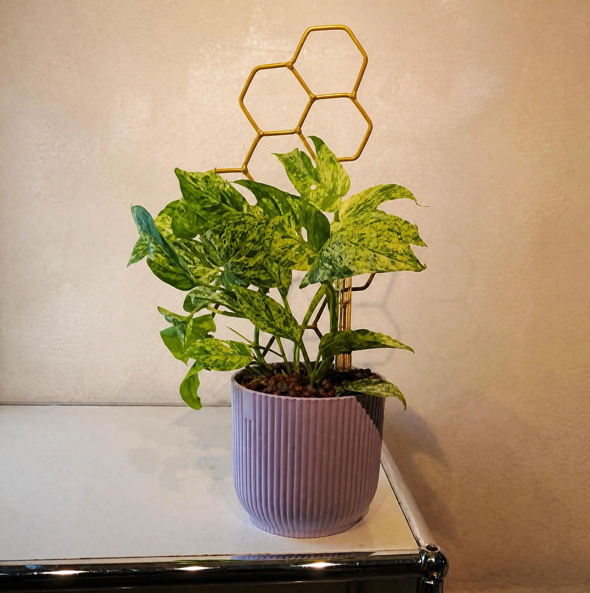 Epipremnum pinnatum ‘Marble Variegata’