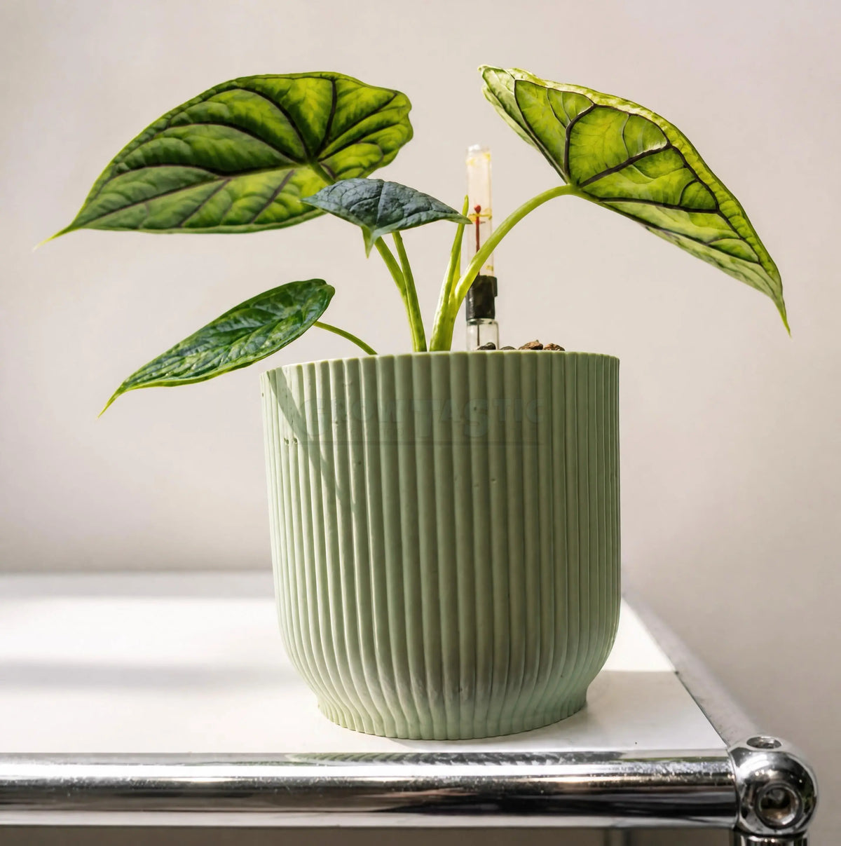Alocasia 'Morocco'