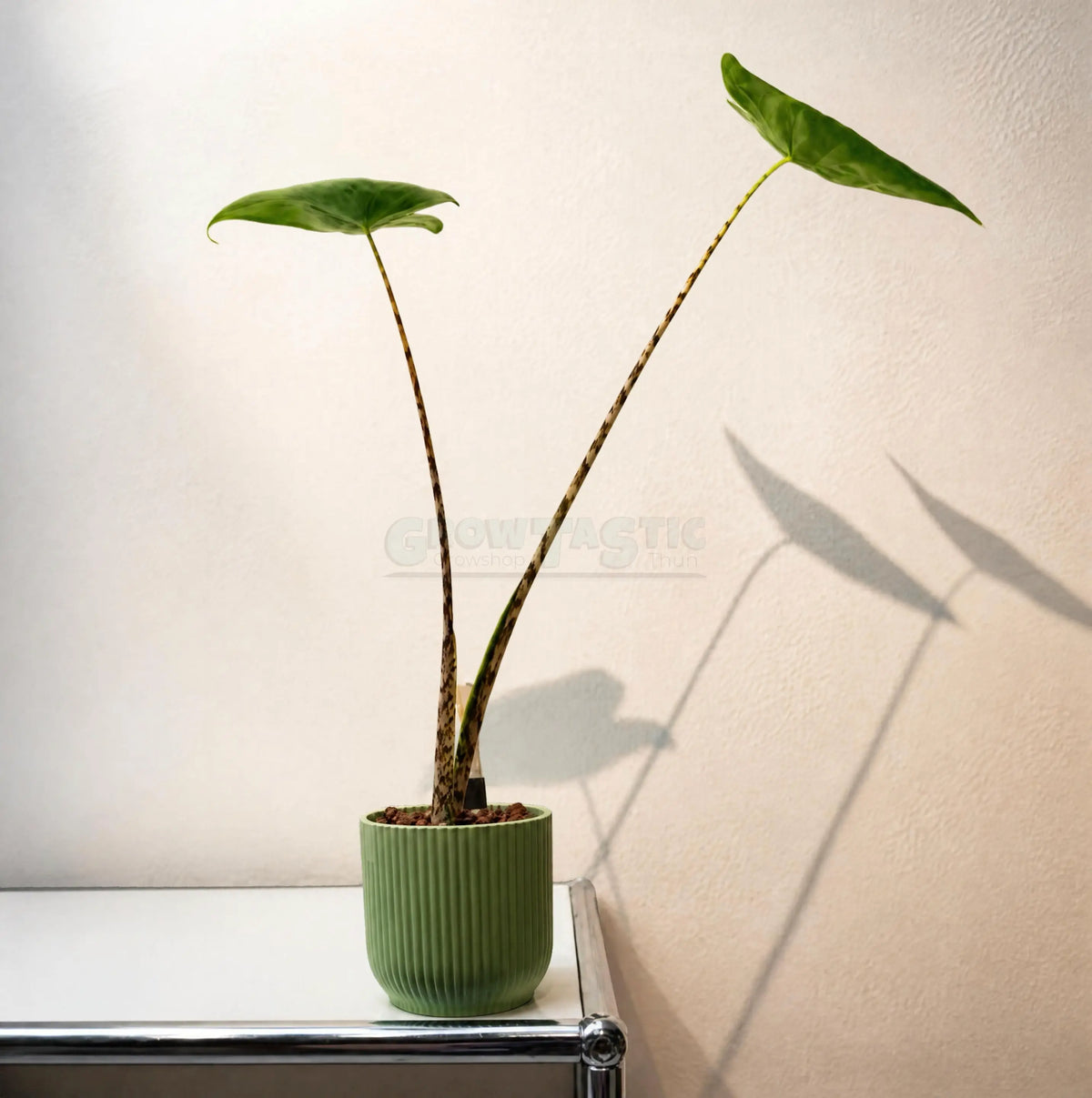 Alocasia zebrina – Zebra-Pfeilblatt