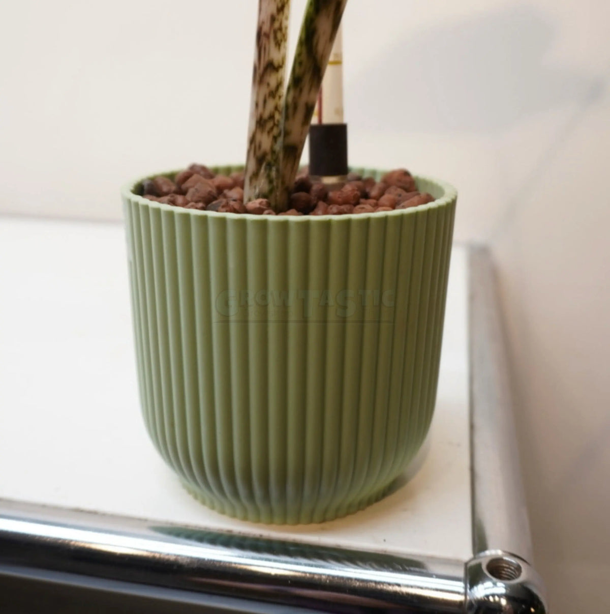 Alocasia zebrina – Zebra-Pfeilblatt