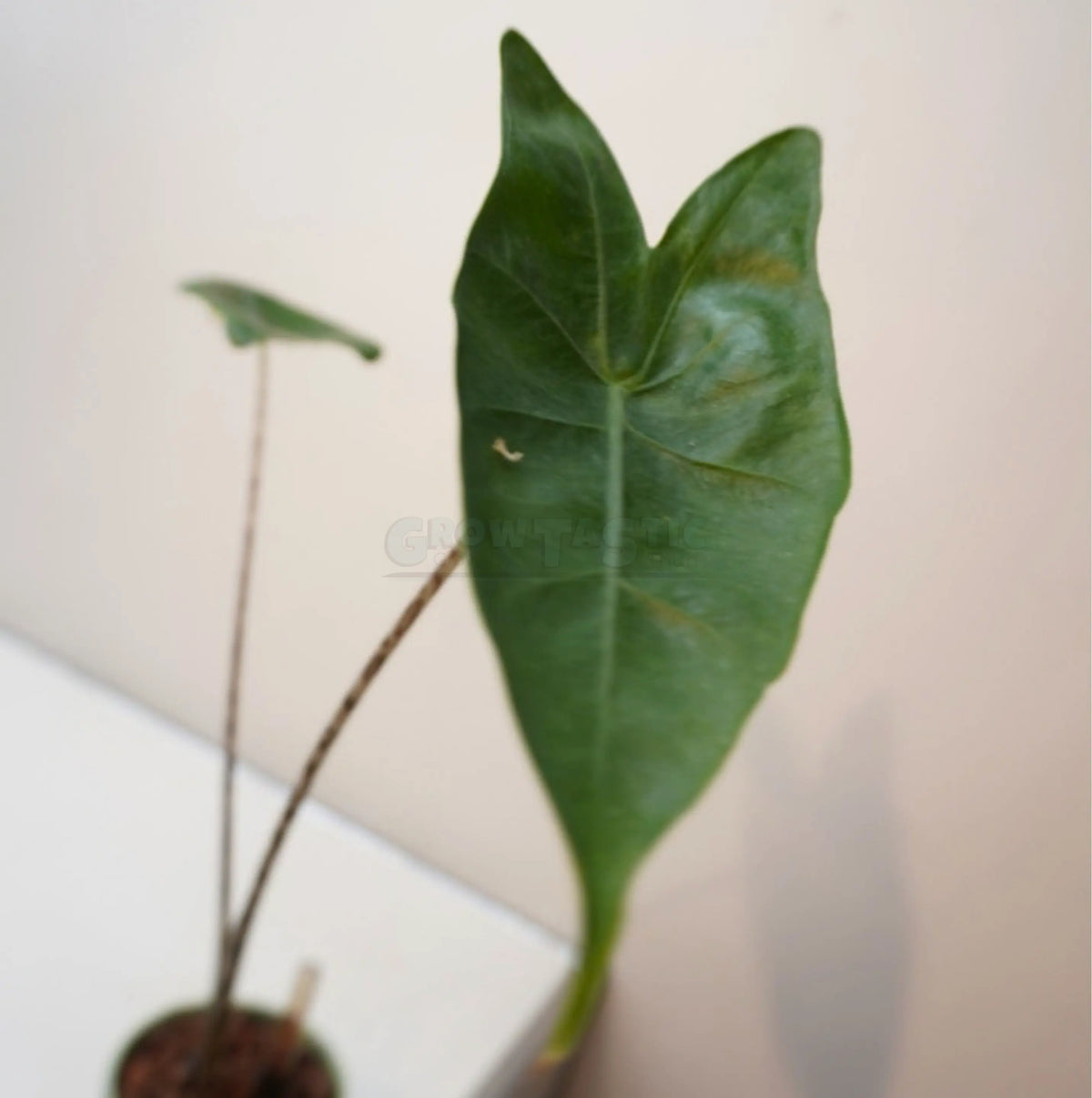 Alocasia zebrina – Zebra-Pfeilblatt