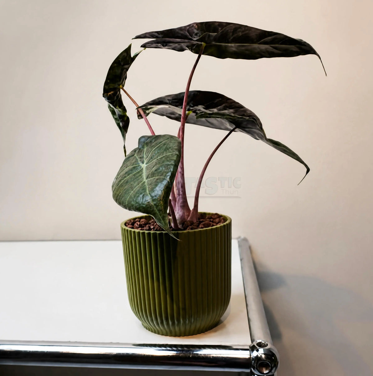 Alocasia ‘Morocco’ – Orecchia di elefante ‘Morocco’