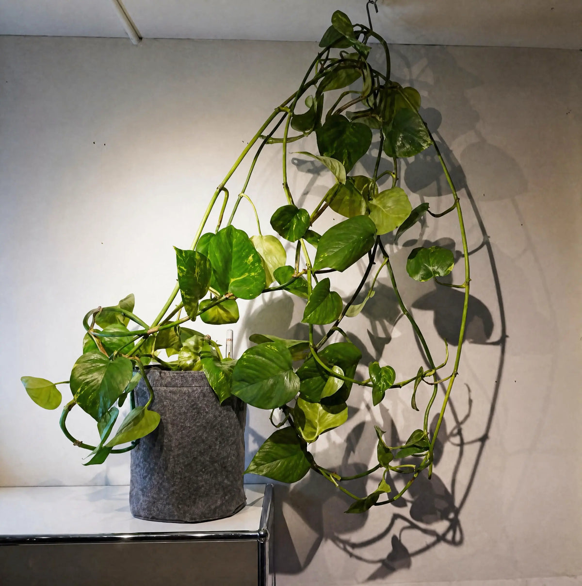 Epipremnum aureum