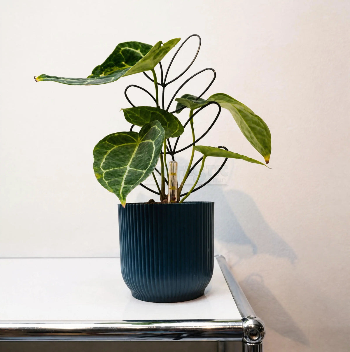 Alocasia Odora - Grande oreille d'éléphant