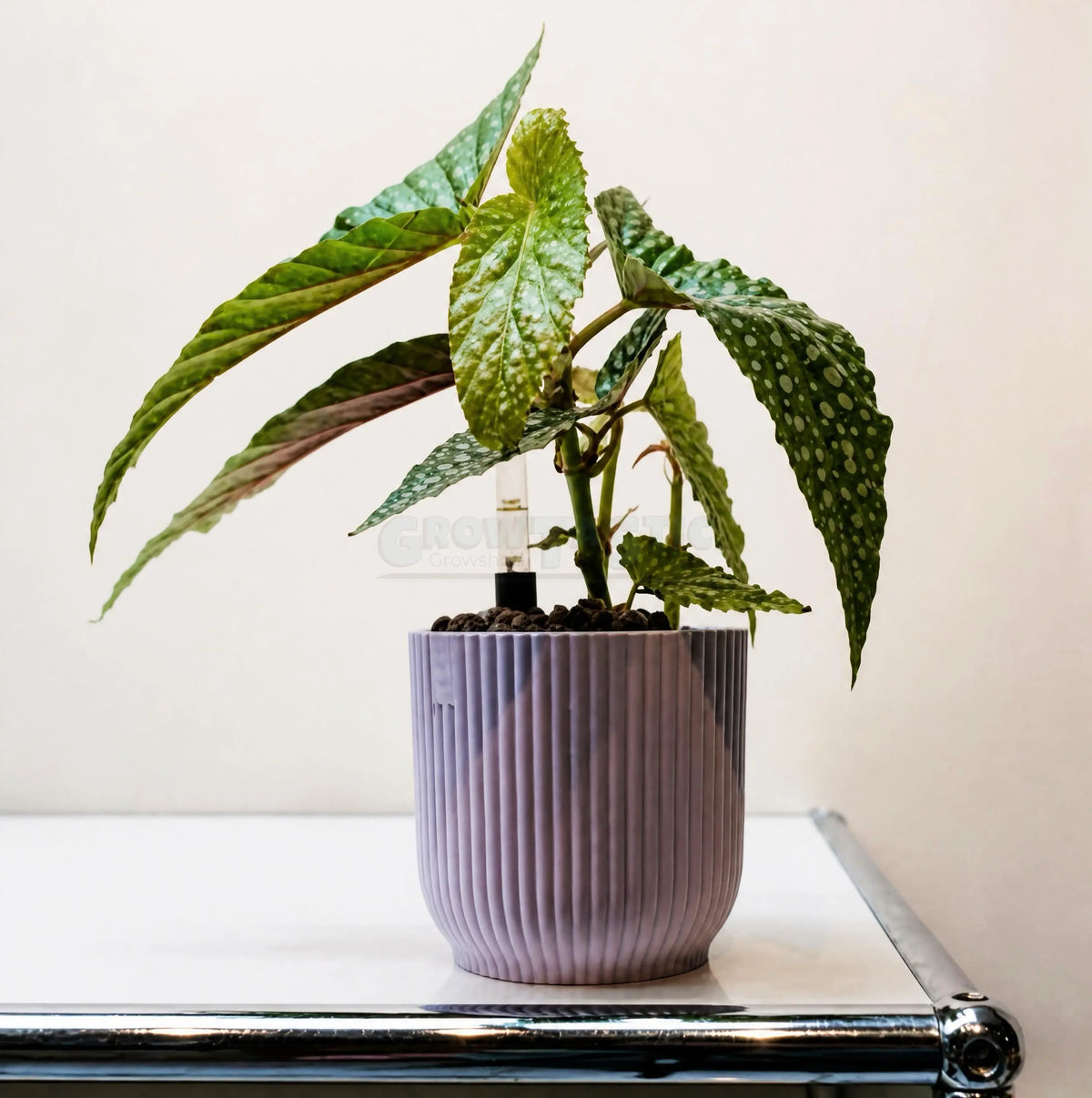 Begonia ‘Double Dot’ – Begonia de hoja moteada