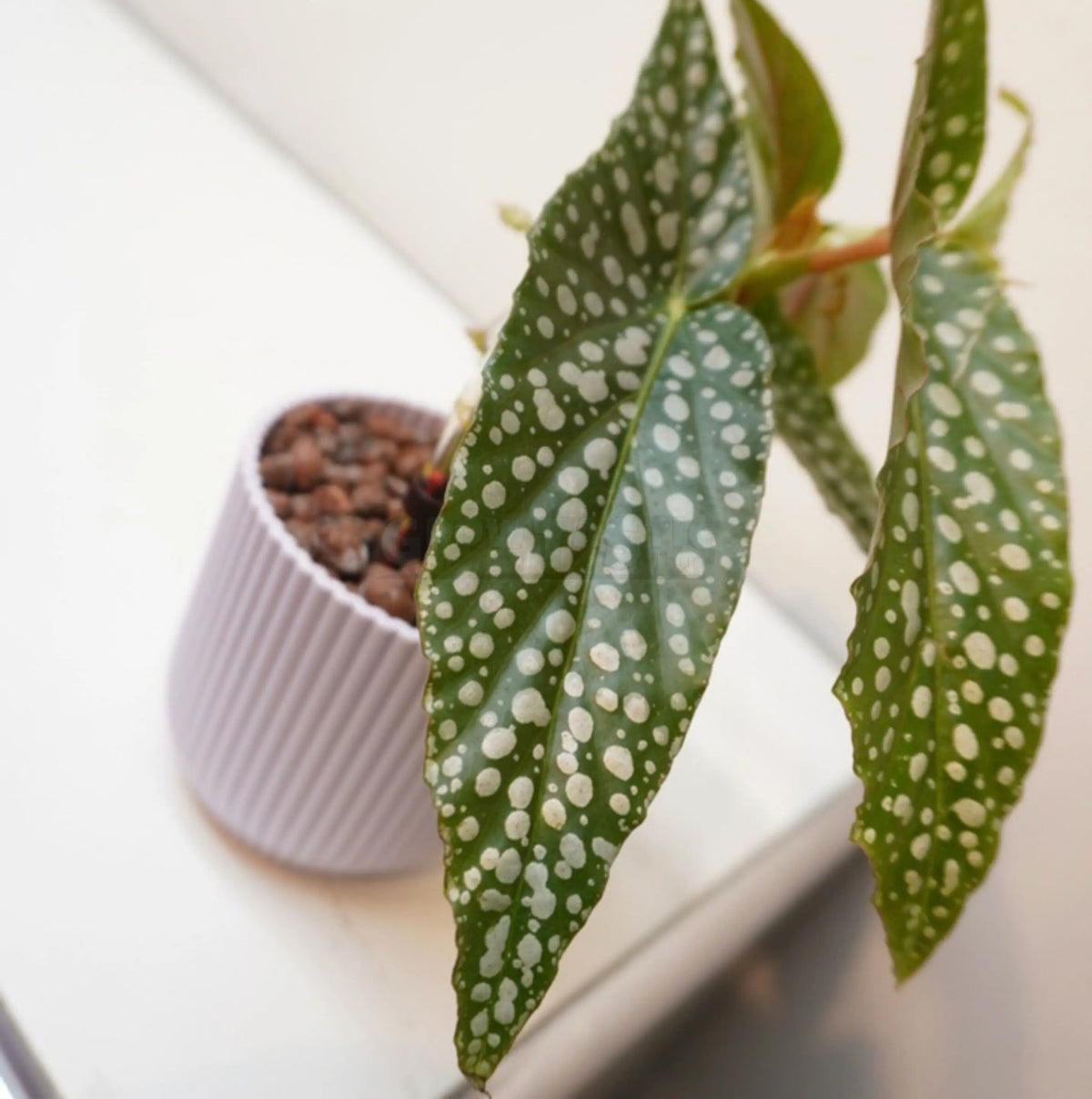 Begonia ‘Double Dot’ – Begonia de hoja moteada