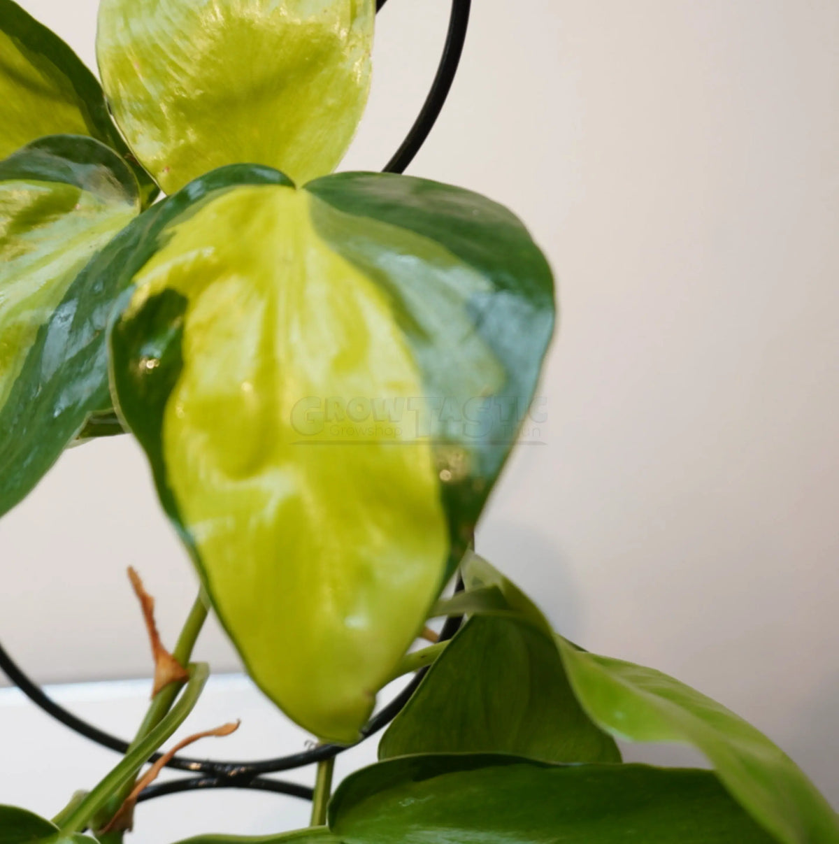 Philodendron hederaceum ‘Brasil’ – Filodendro a foglia di cuore ‘Brasil’