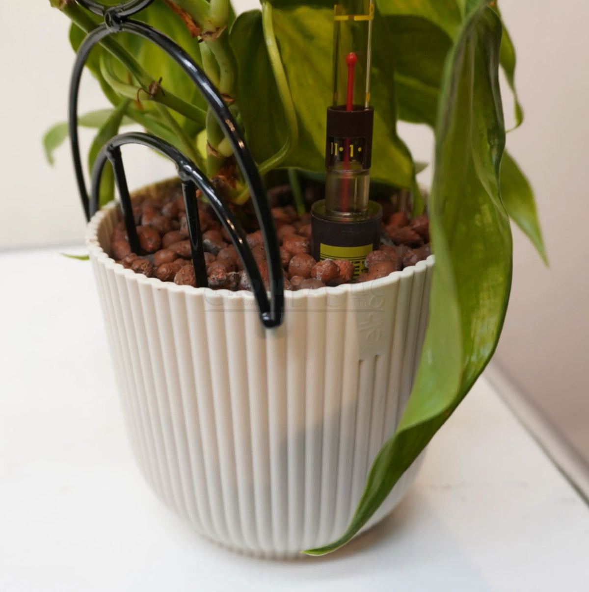 Philodendron hederaceum ‘Brasil’ – Filodendro a foglia di cuore ‘Brasil’