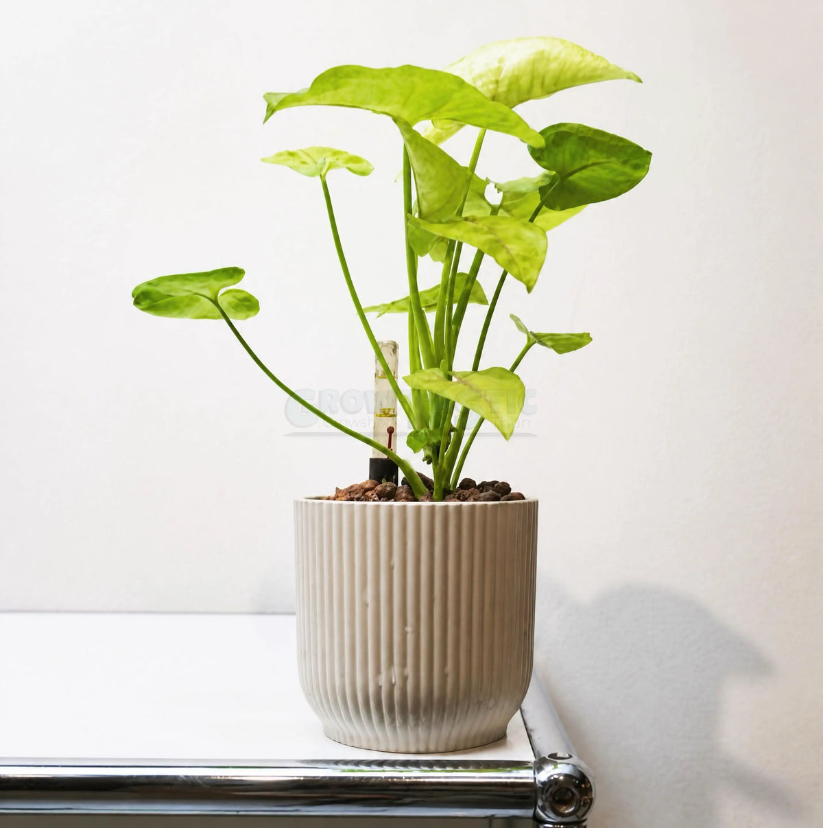 Syngonium podophyllum ‘Golden Allusion’ – Singonio