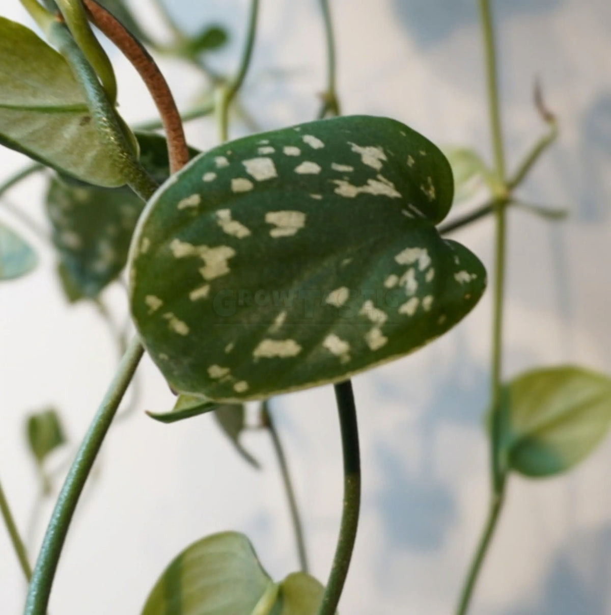 Scindapsus pictus ‘Argyraeus’ - Pothos macchiato / Pothos argentato